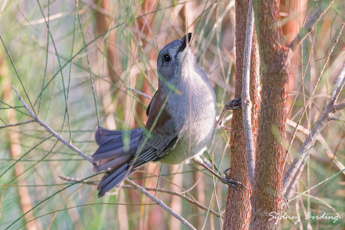 Gray Shrikethrush - ML632597815