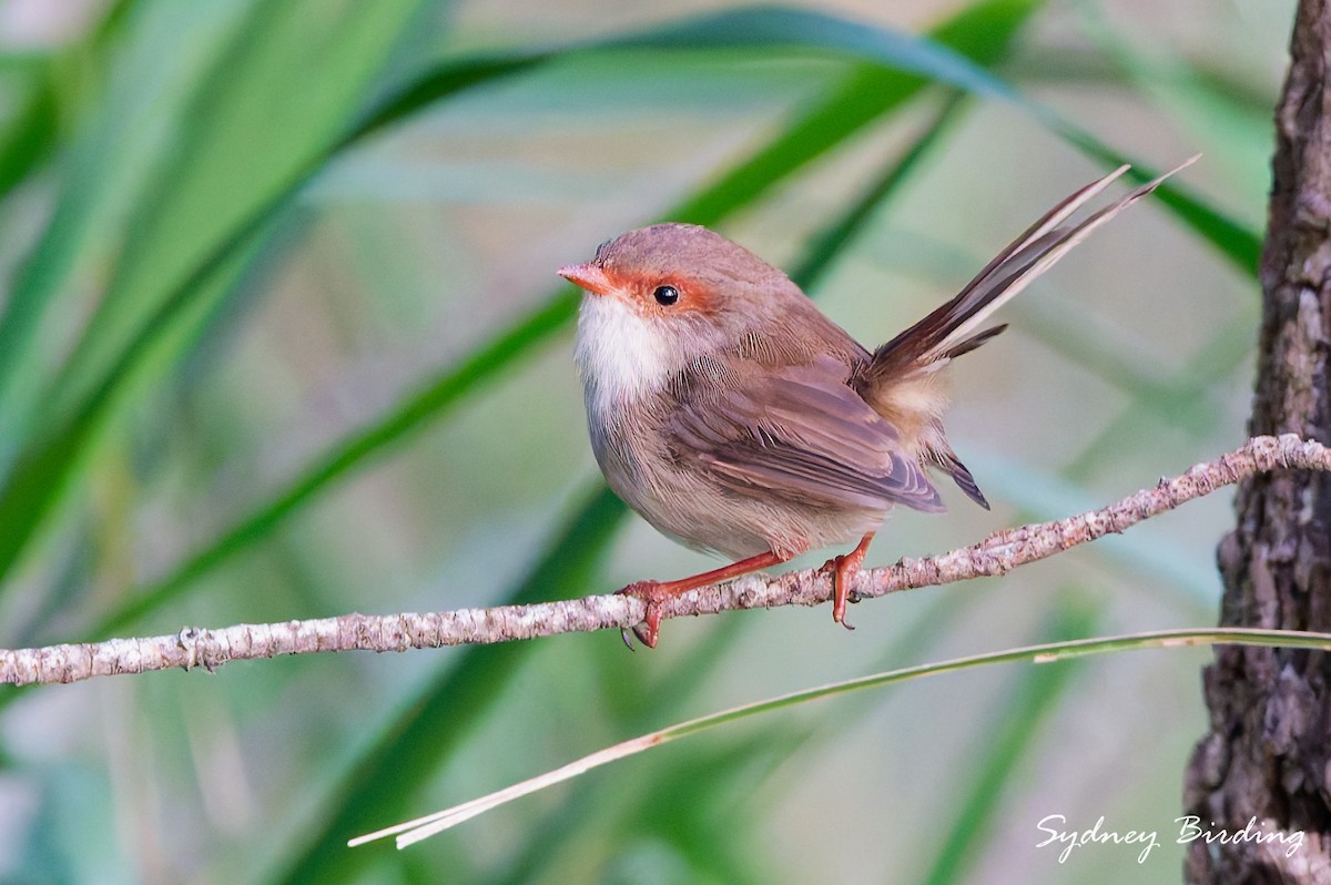 Superb Fairywren - ML632597820