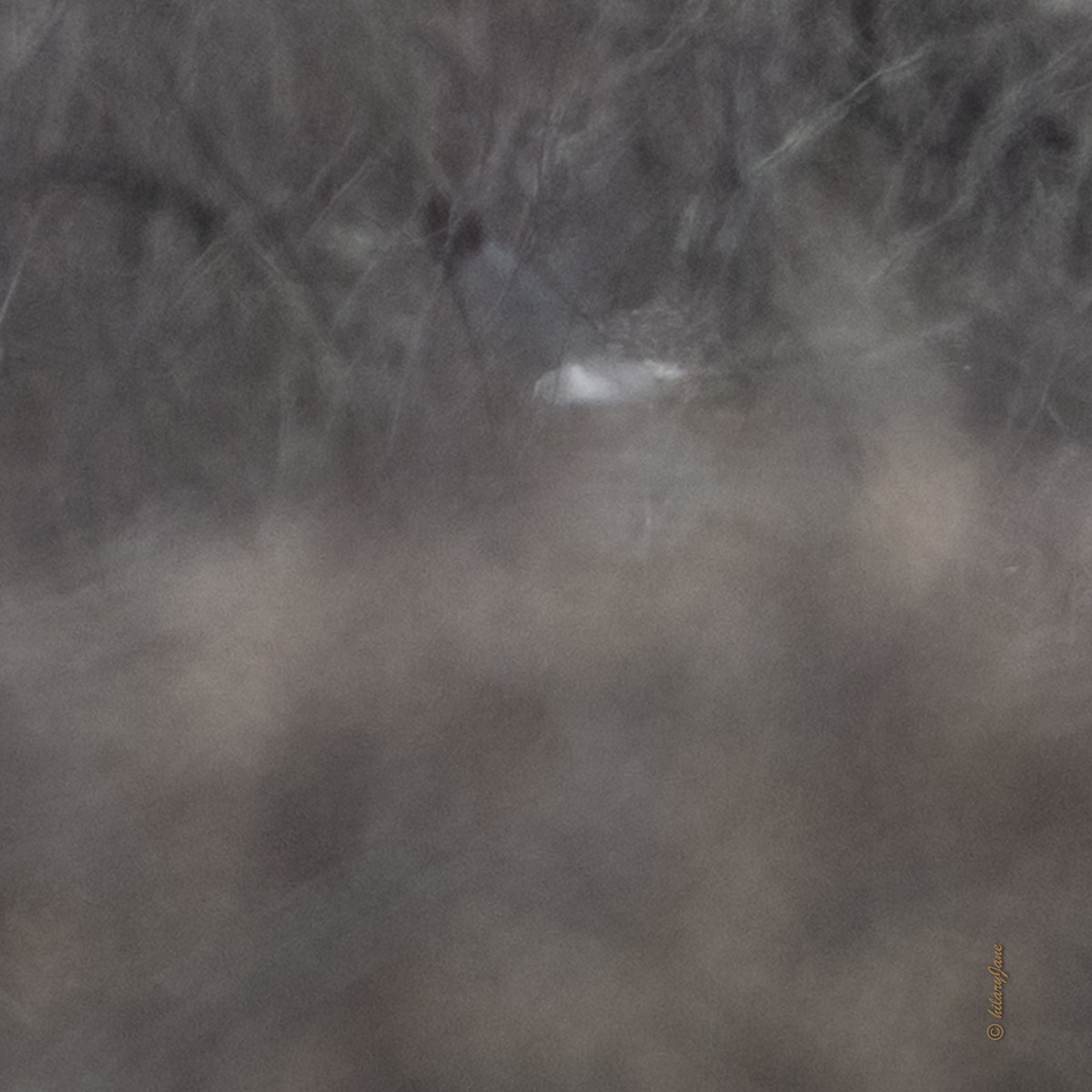 Northern Harrier - ML632597833