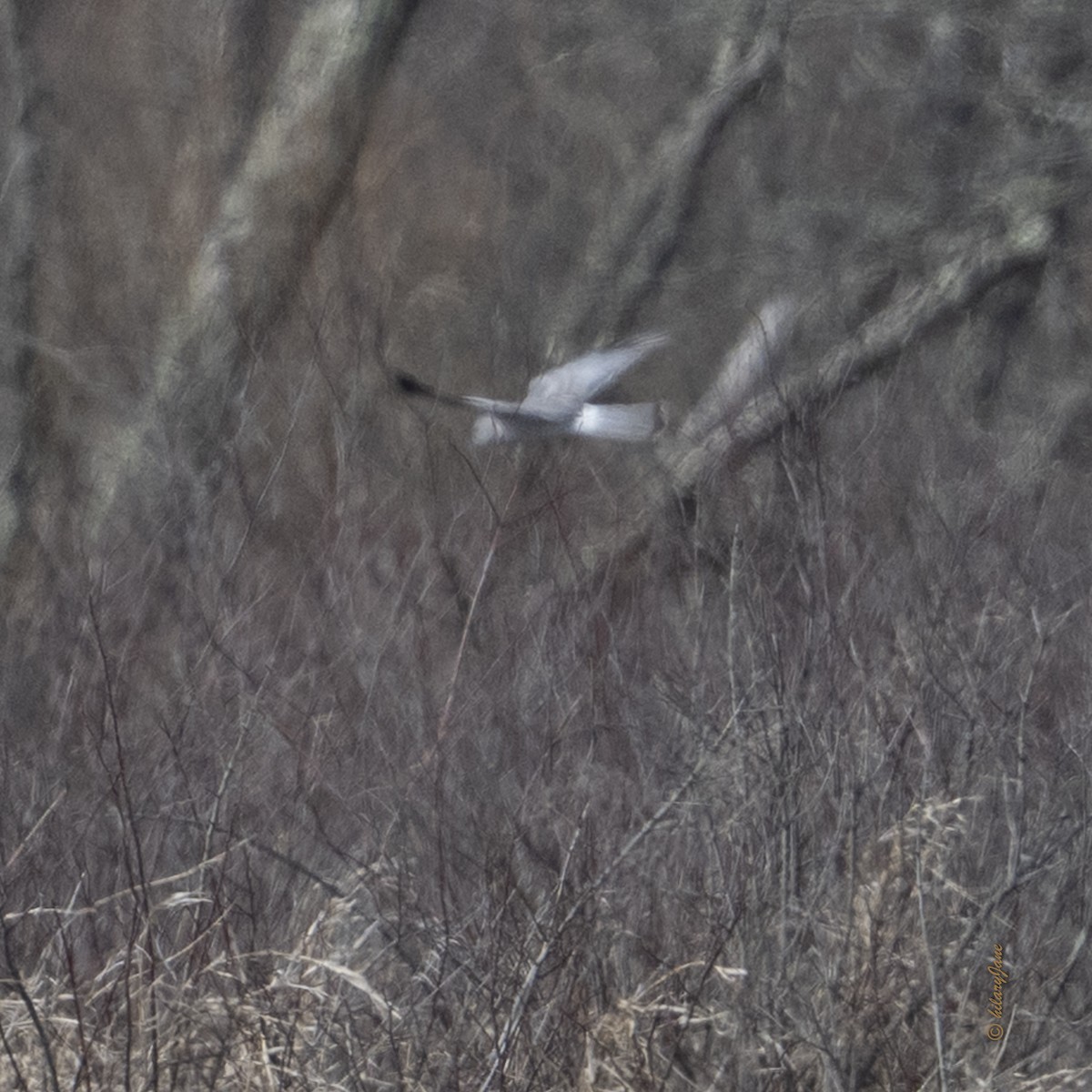 Northern Harrier - ML632597834
