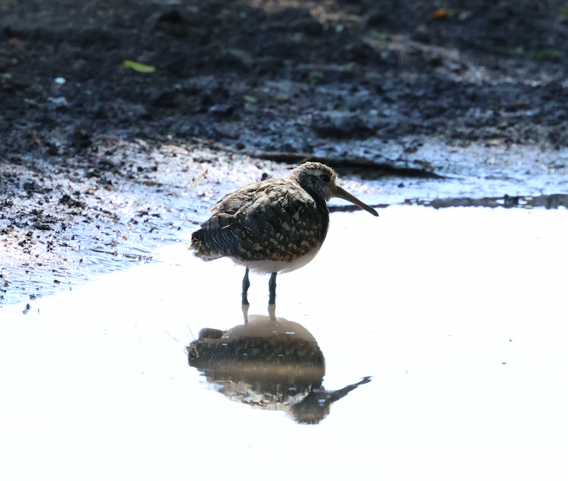 Australian Painted-Snipe - ML632597991