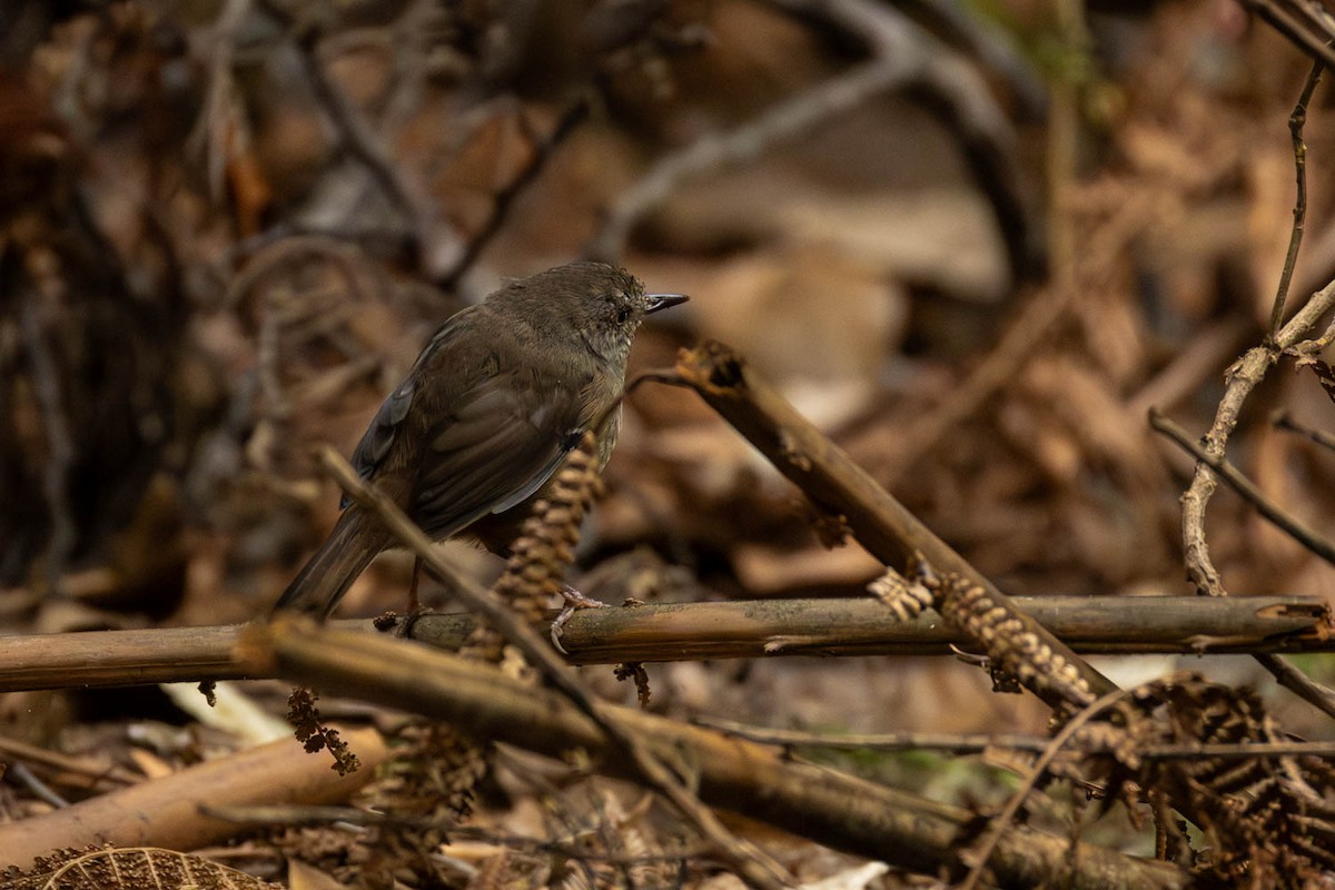 Tasmanya Serikornisi - ML632598169