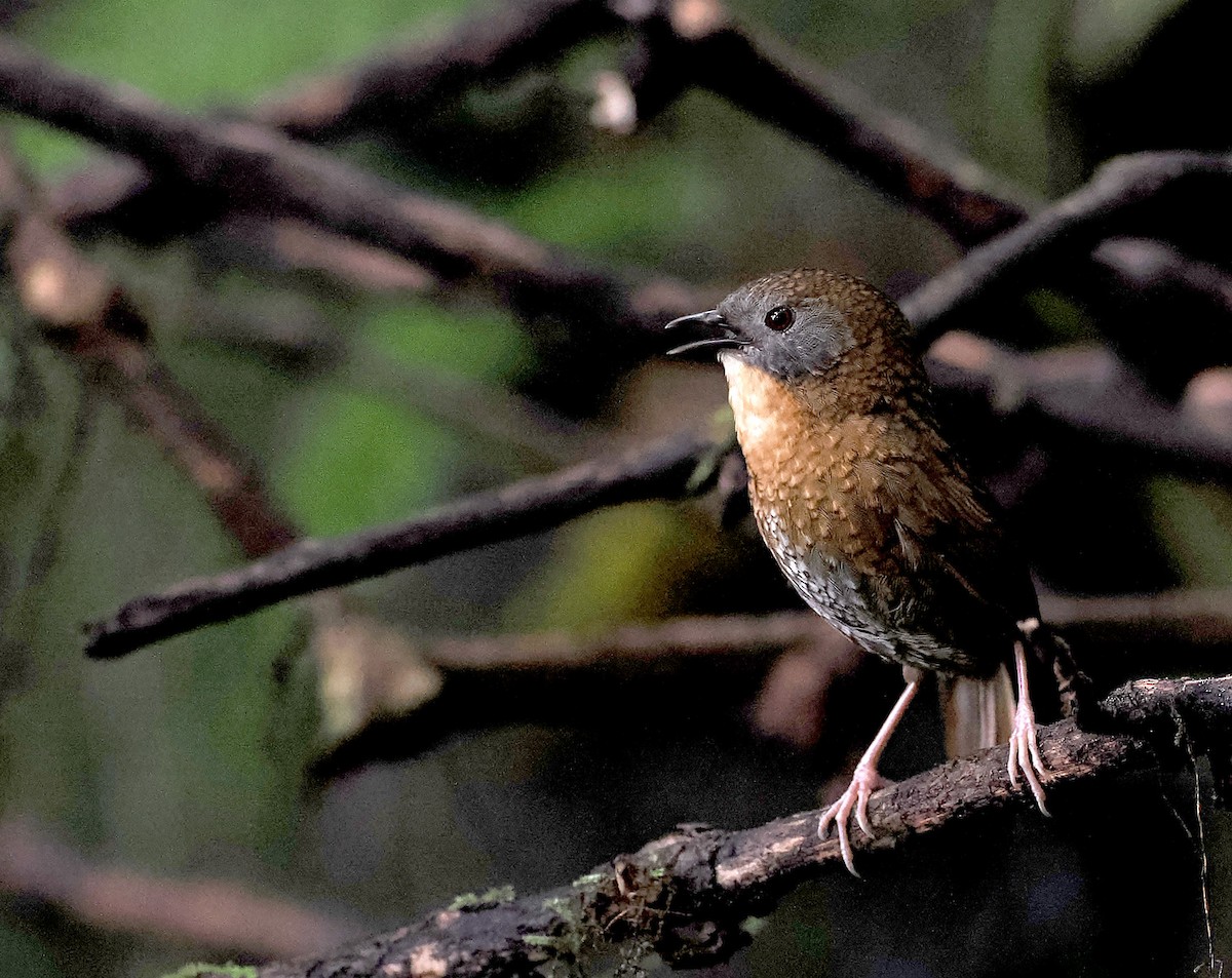 Gray-bellied Wren-Babbler - ML632598215