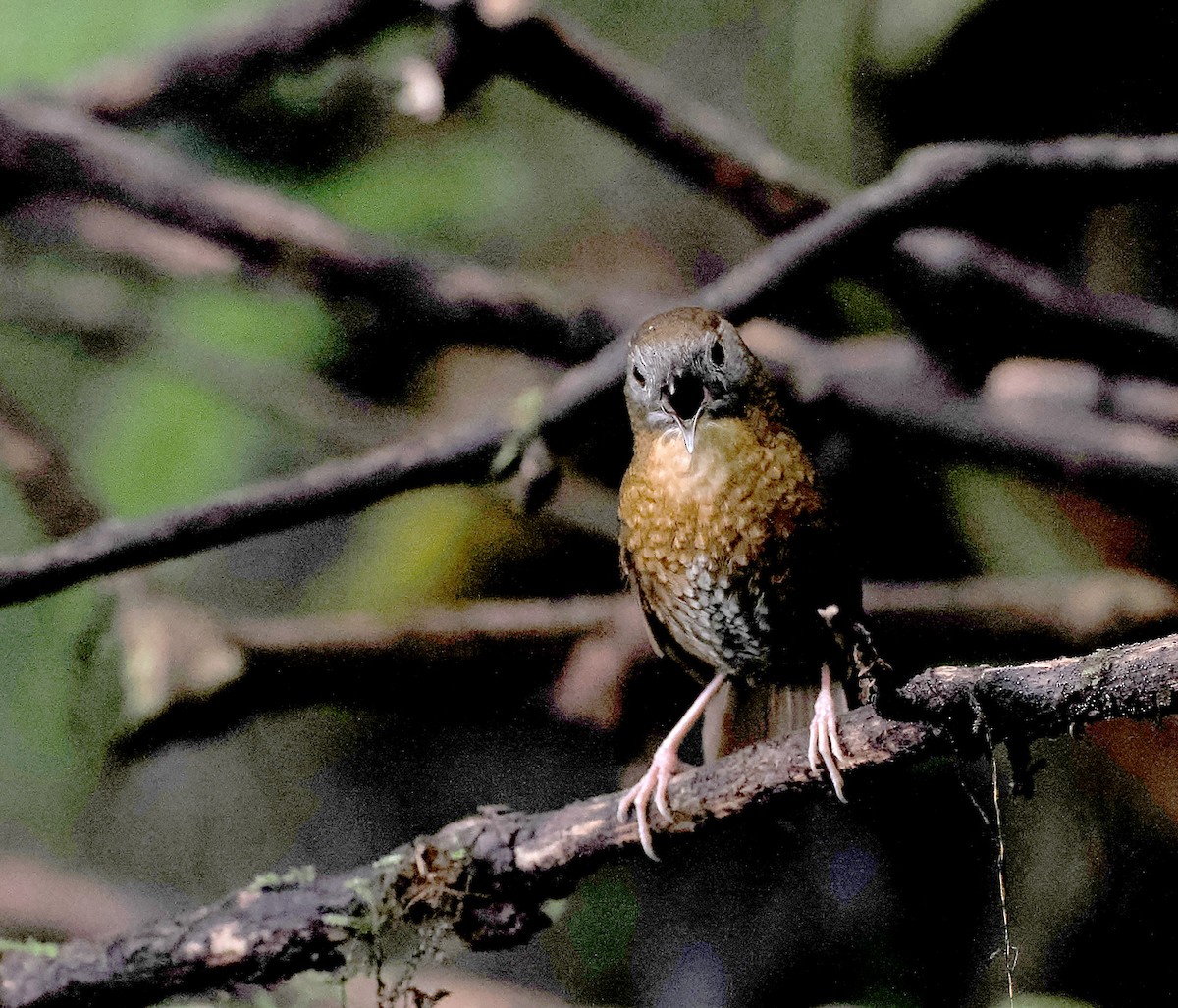 Gray-bellied Wren-Babbler - ML632598216