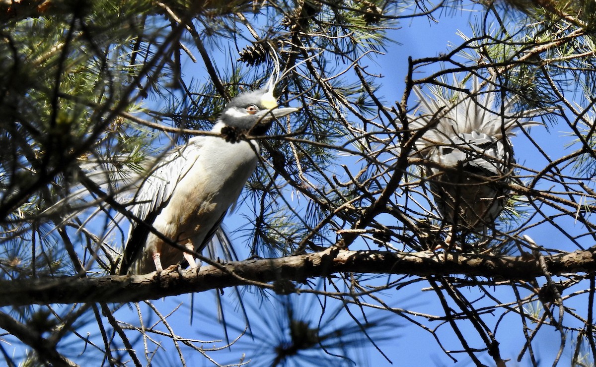 Yellow-crowned Night Heron - ML632598219