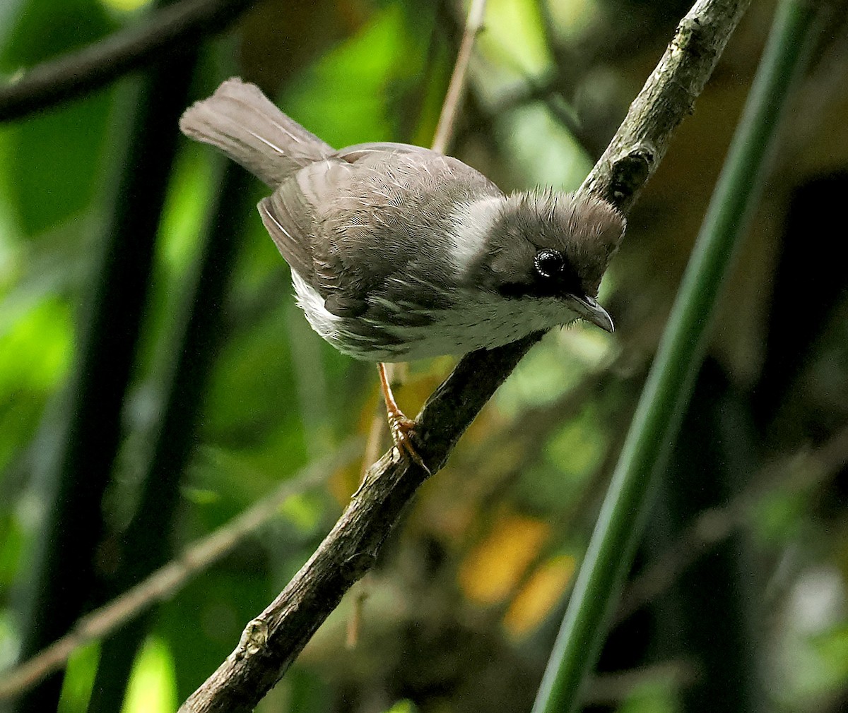 Burmese Yuhina - ML632598258