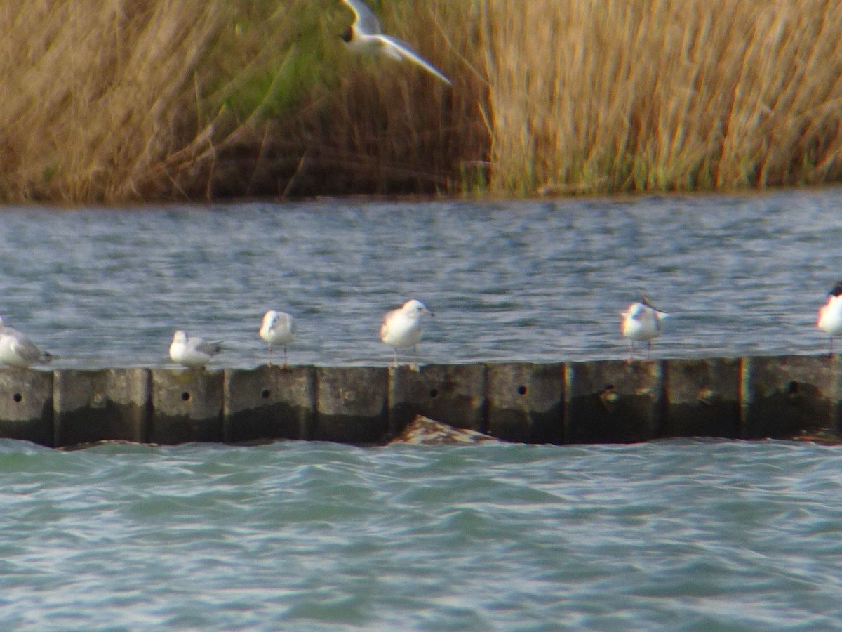Common Gull - ML632598268