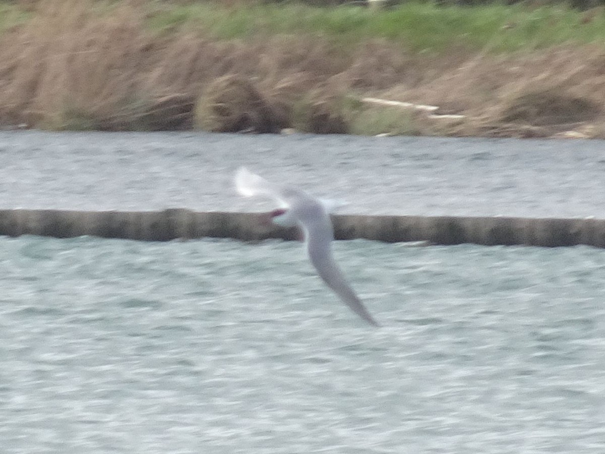Common Tern - ML632598271