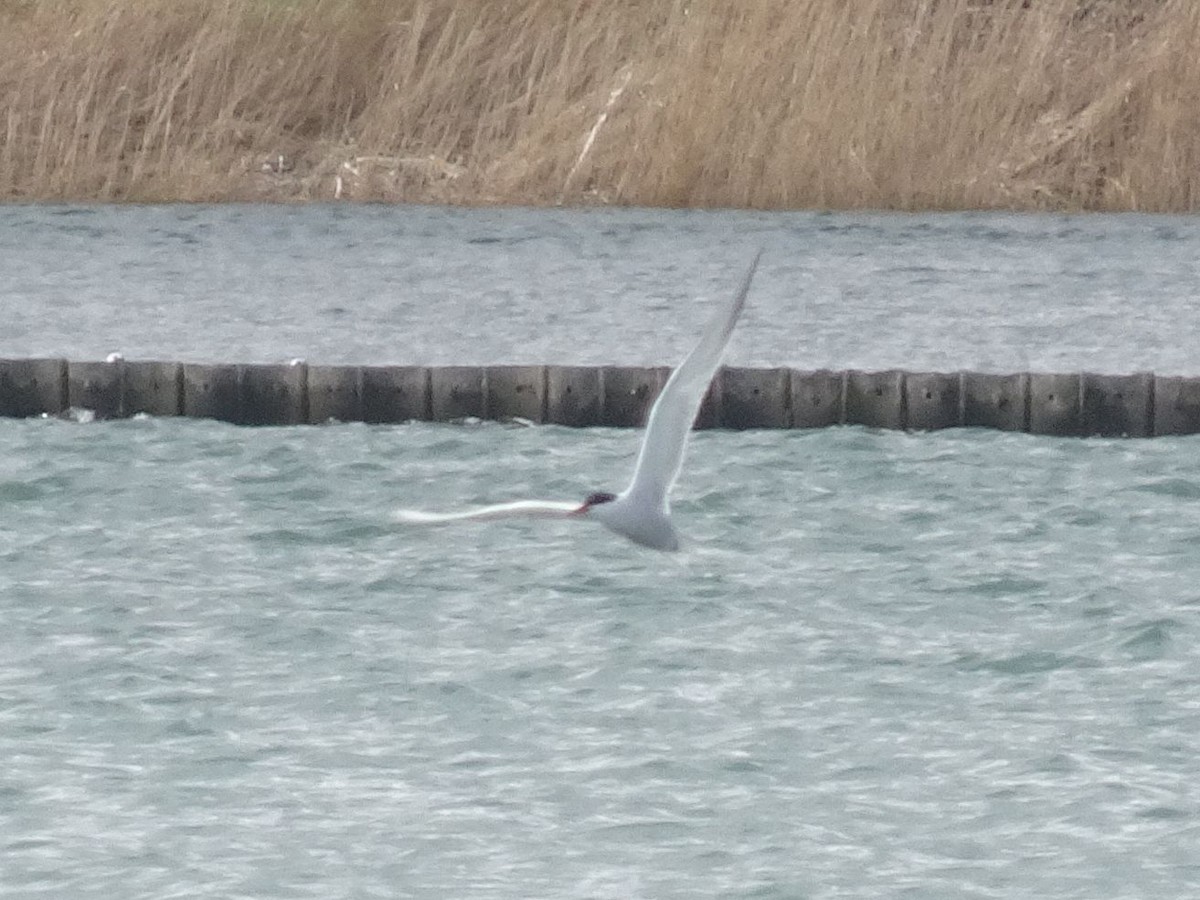 Common Tern - ML632598272