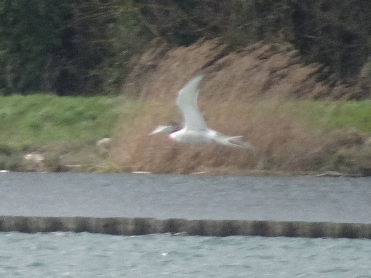 Common Tern - ML632598273