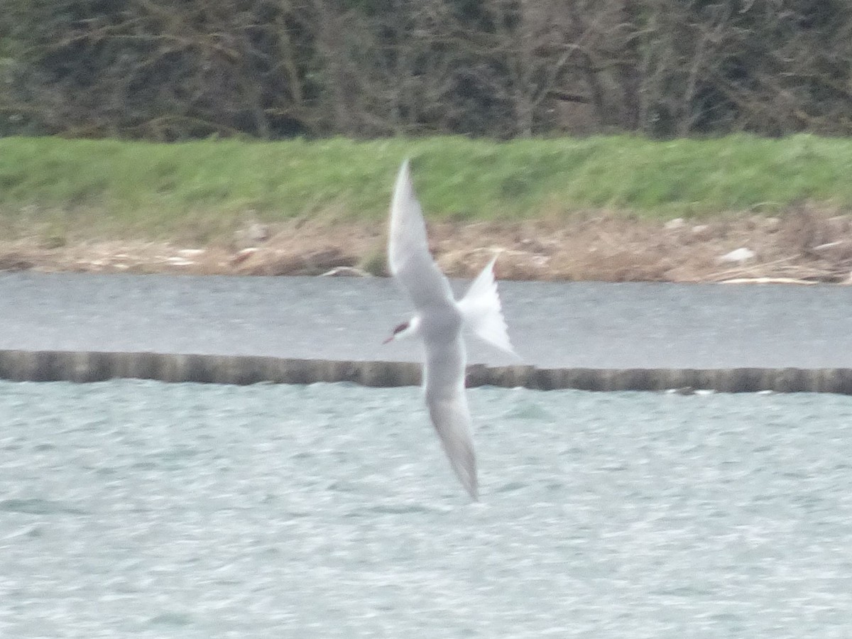 Common Tern - ML632598274