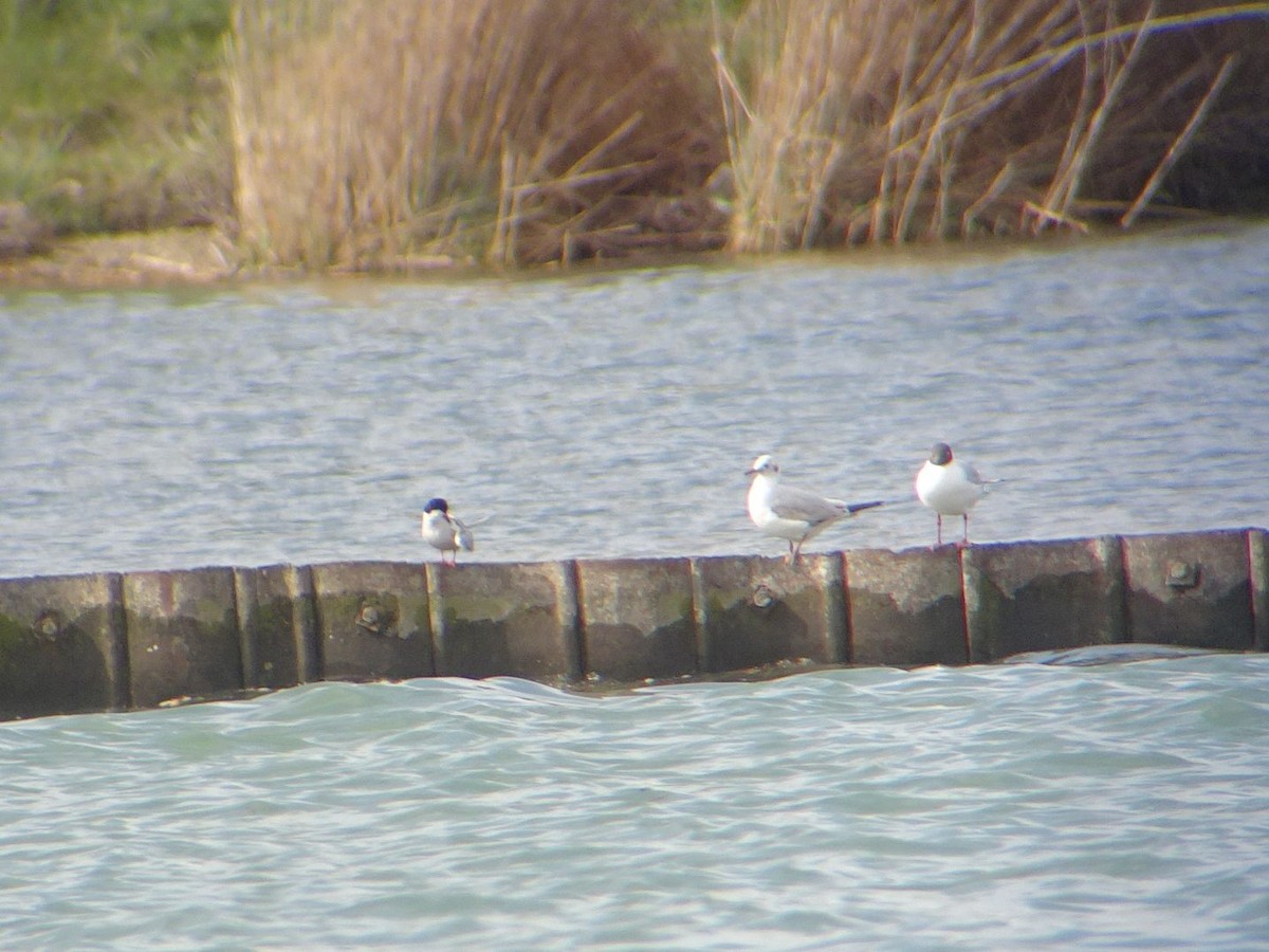 Common Tern - ML632598279