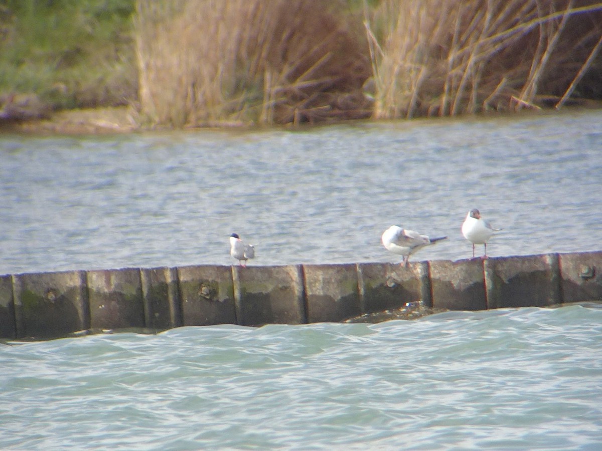 Common Tern - ML632598280