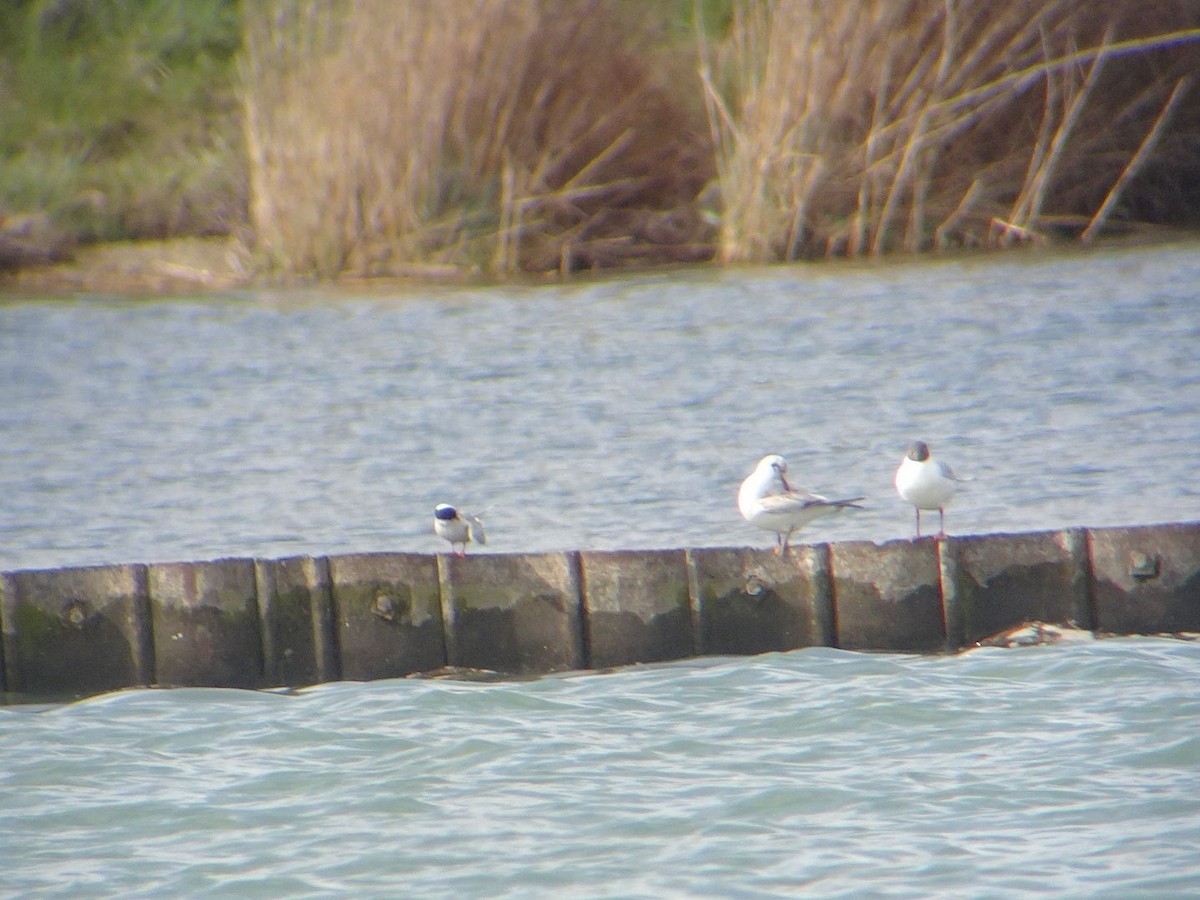 Common Tern - ML632598281