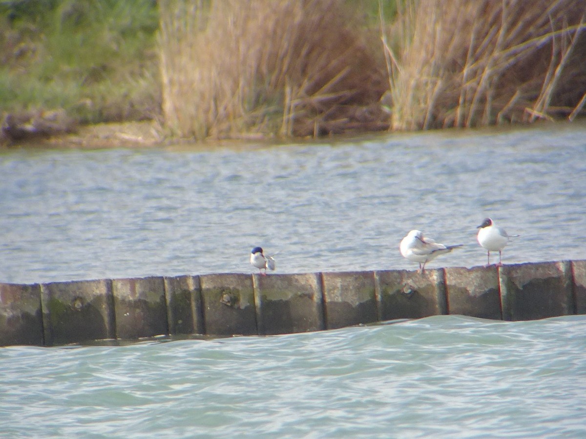 Common Tern - ML632598282