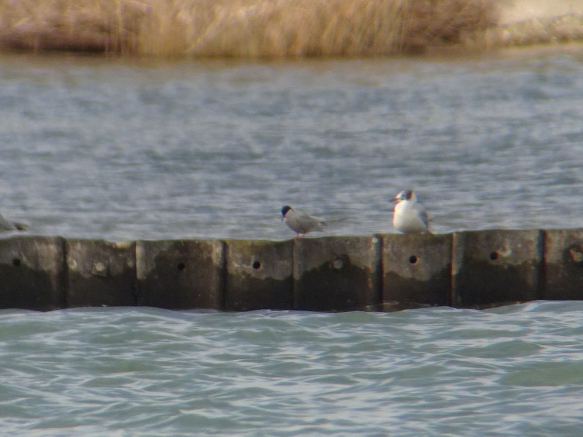 Common Tern - ML632598283