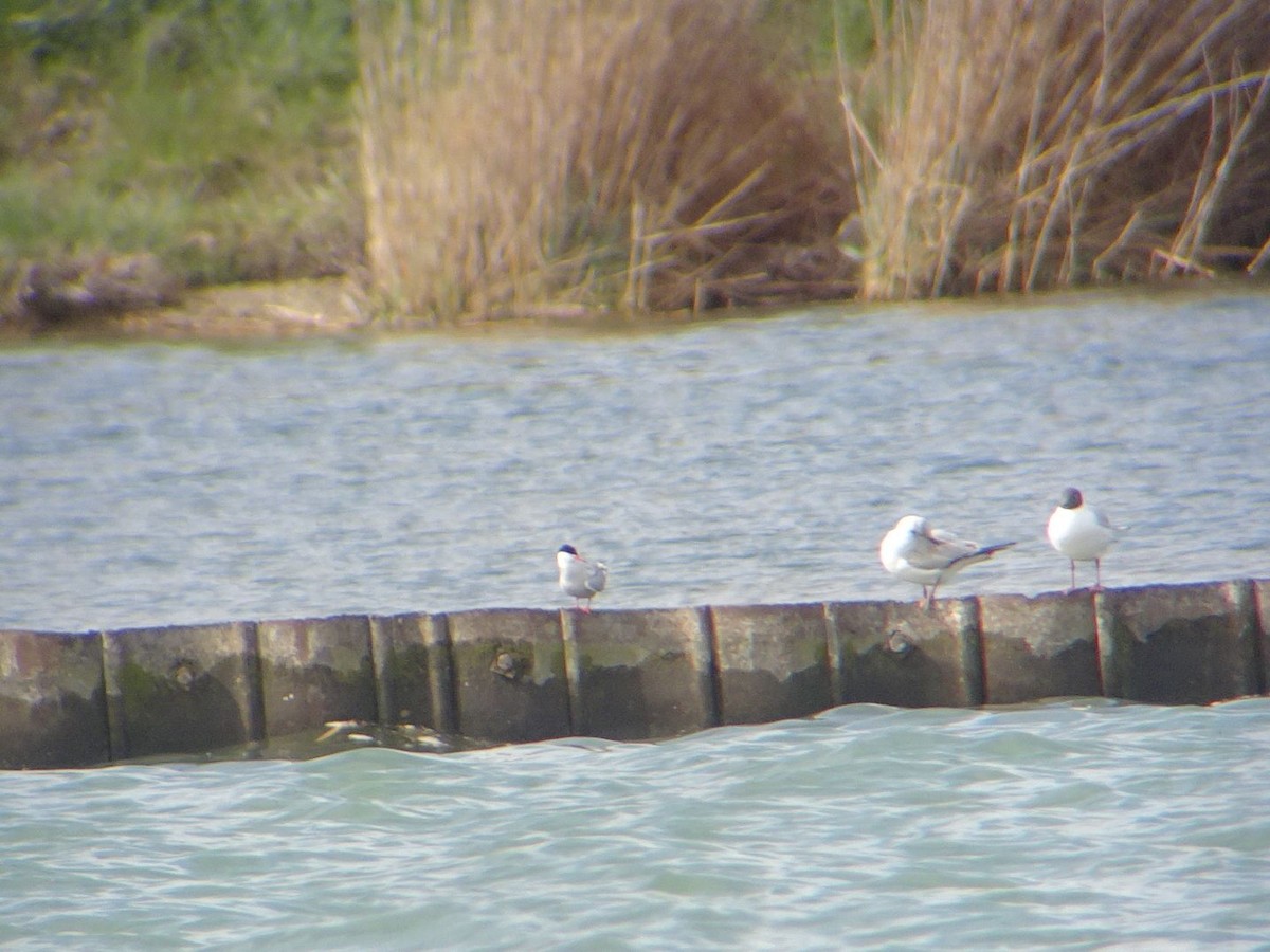 Common Tern - ML632598284