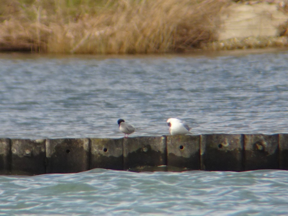 Common Tern - ML632598285