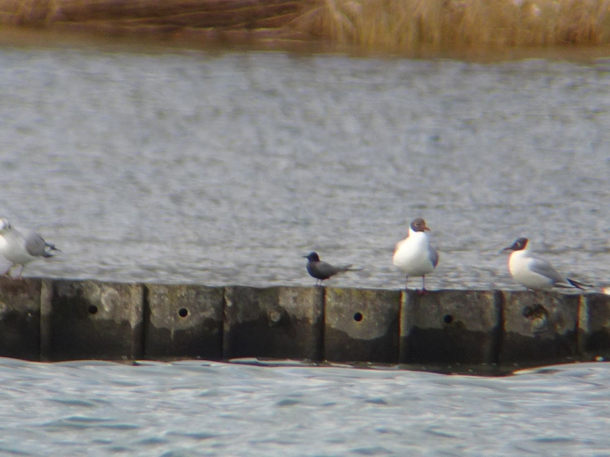 Black Tern - ML632598290