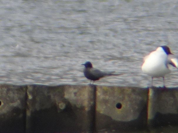 Black Tern - ML632598291