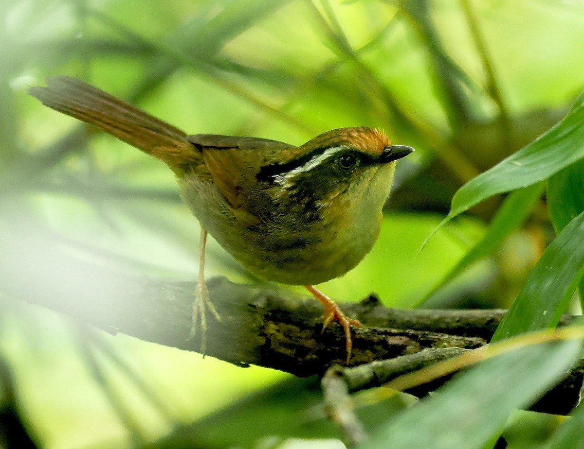 Rusty-capped Fulvetta - ML632598294