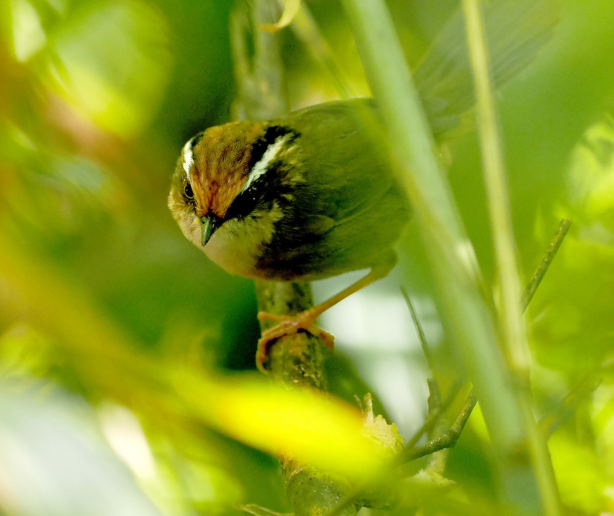 Rusty-capped Fulvetta - ML632598300