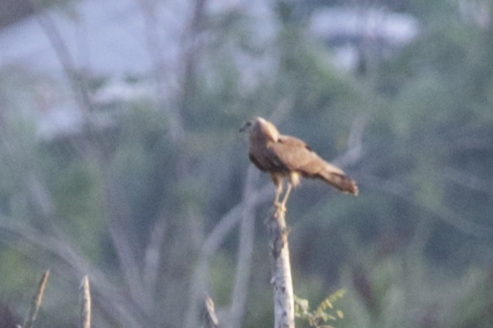 Eastern Marsh Harrier - ML632598405