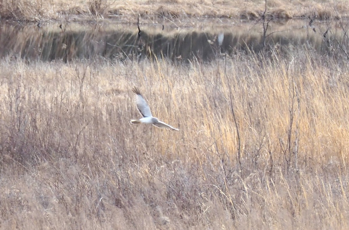 Northern Harrier - ML632598432