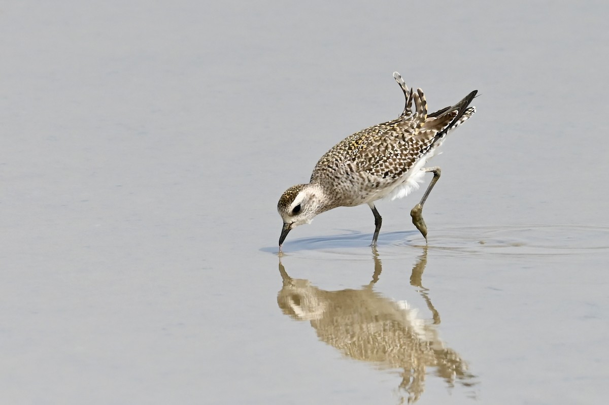 American Golden-Plover - Bruno Portier