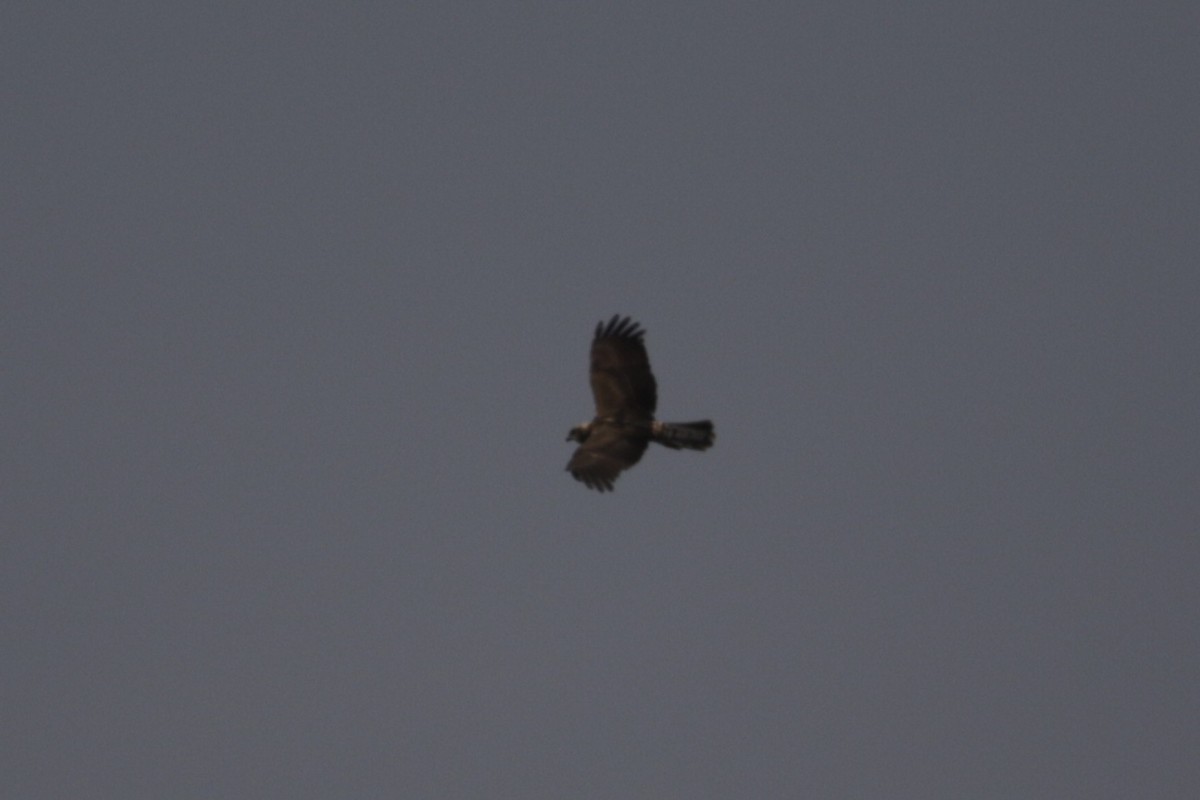 Eastern Marsh Harrier - ML632598482