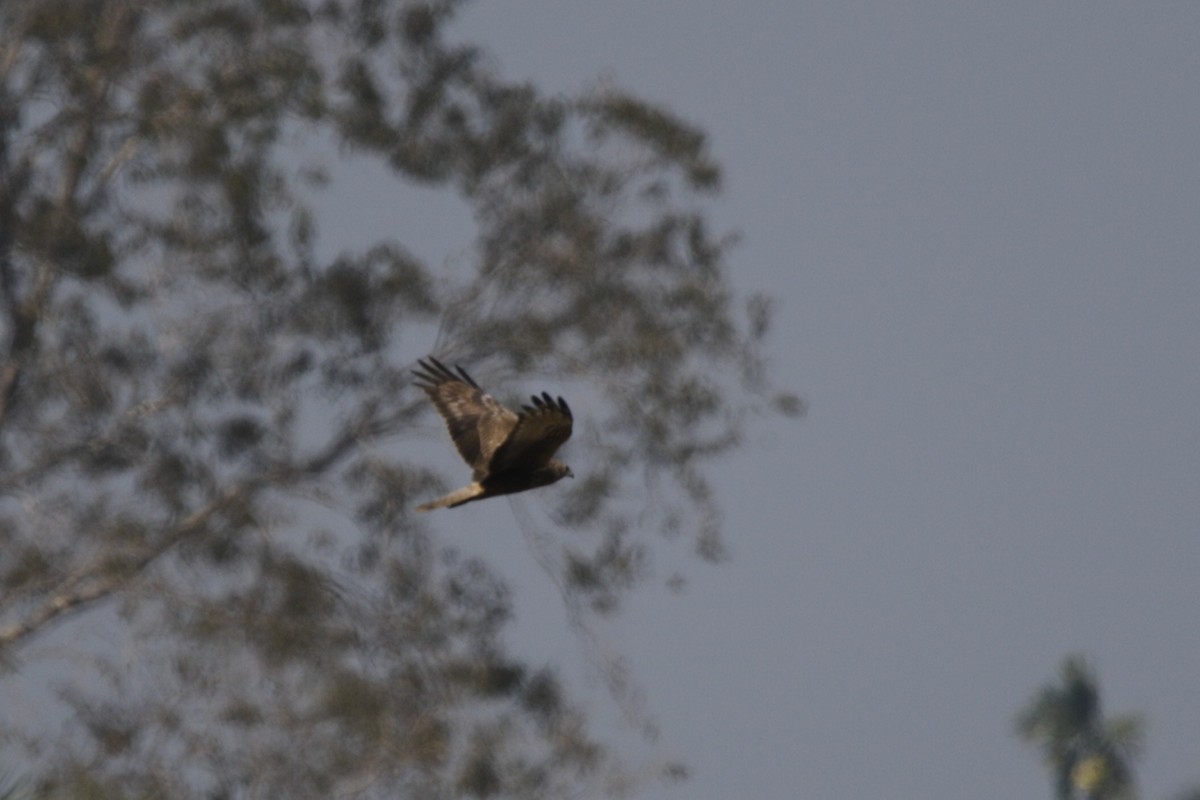 Eastern Marsh Harrier - ML632598483