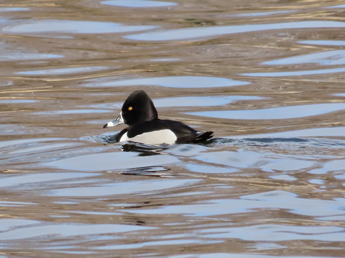 Ring-necked Duck - ML632598730