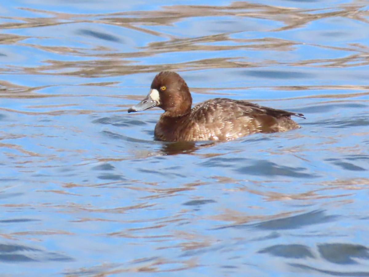 Lesser Scaup - ML632598741