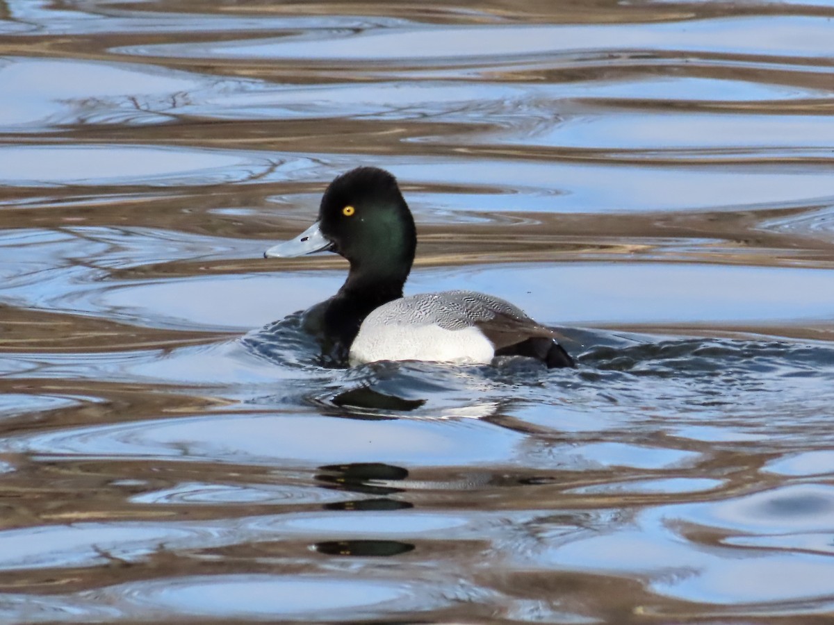Lesser Scaup - ML632598742