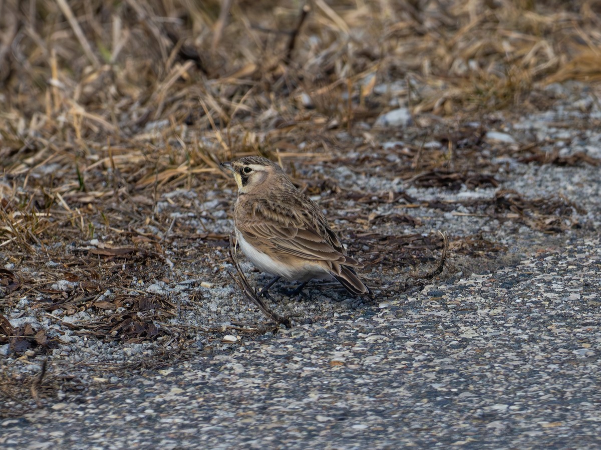 Horned Lark - ML632598761