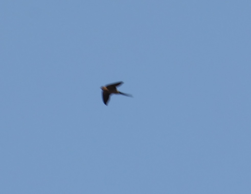 Golondrina Común - ML632598794