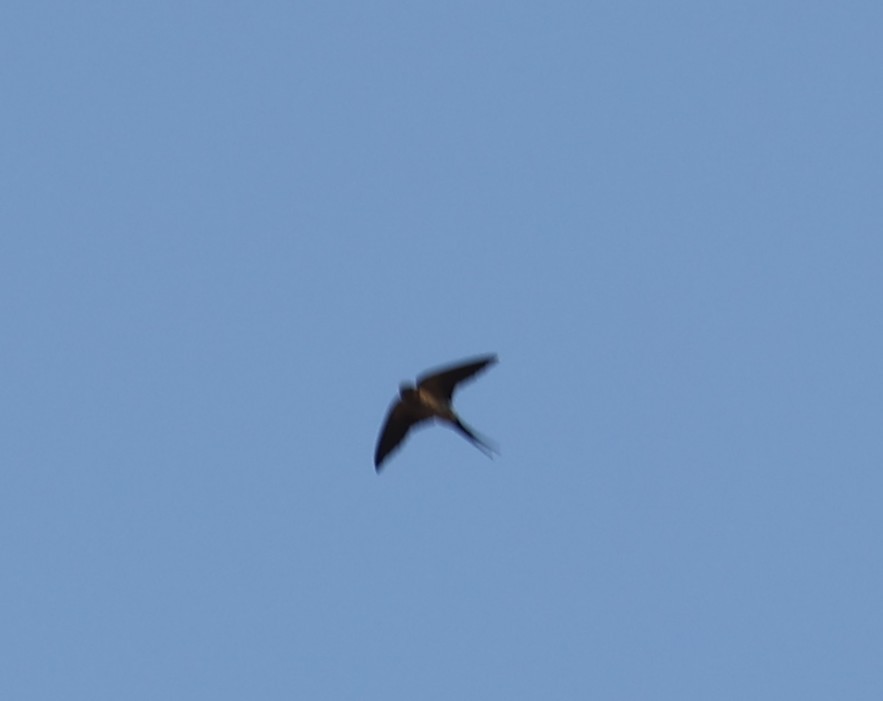 Golondrina Común - ML632598795