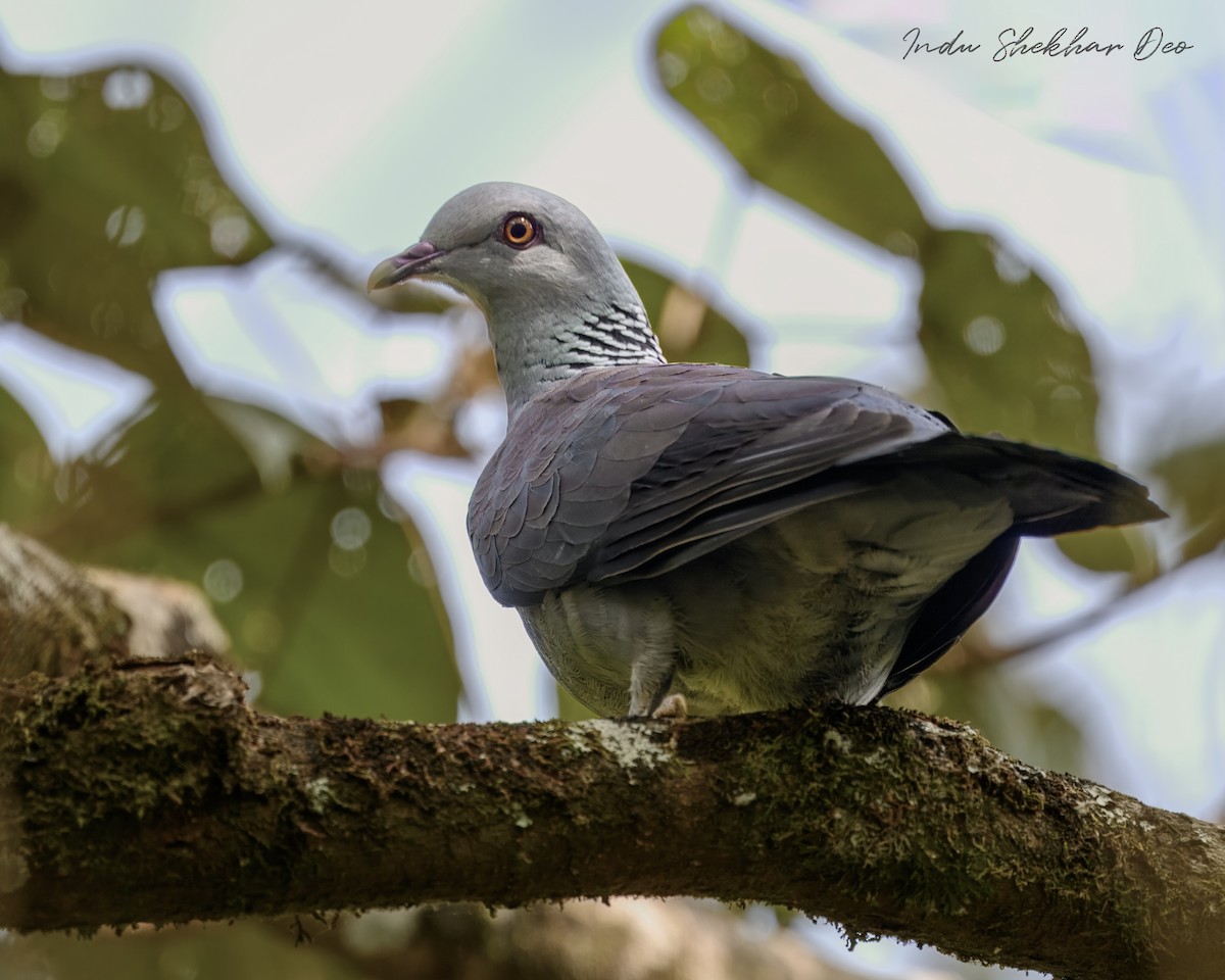 Nilgiritaube - ML632598807