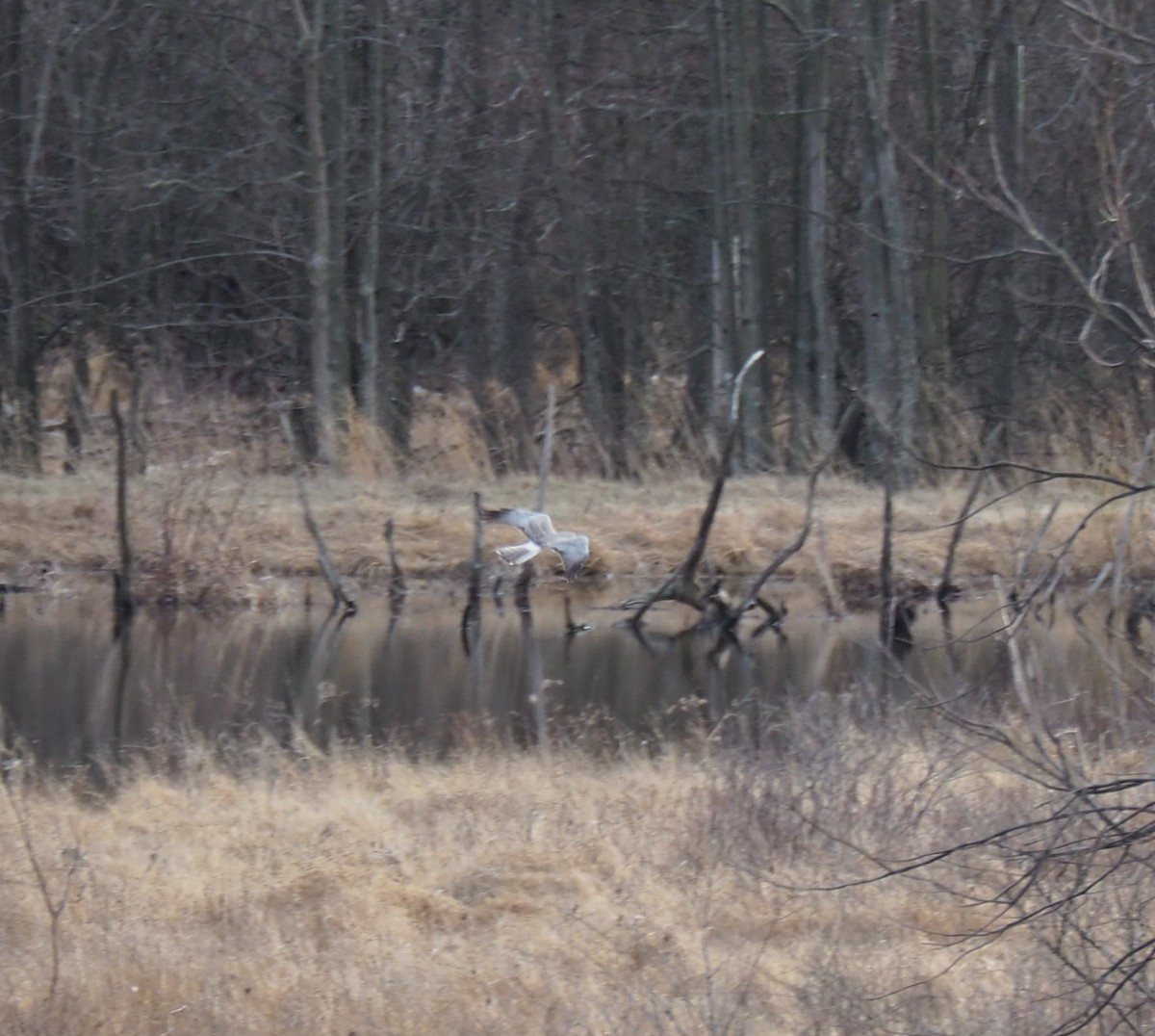Northern Harrier - ML632598887