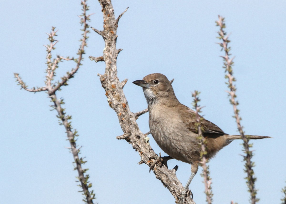 White-throated Cacholote - ML632598941