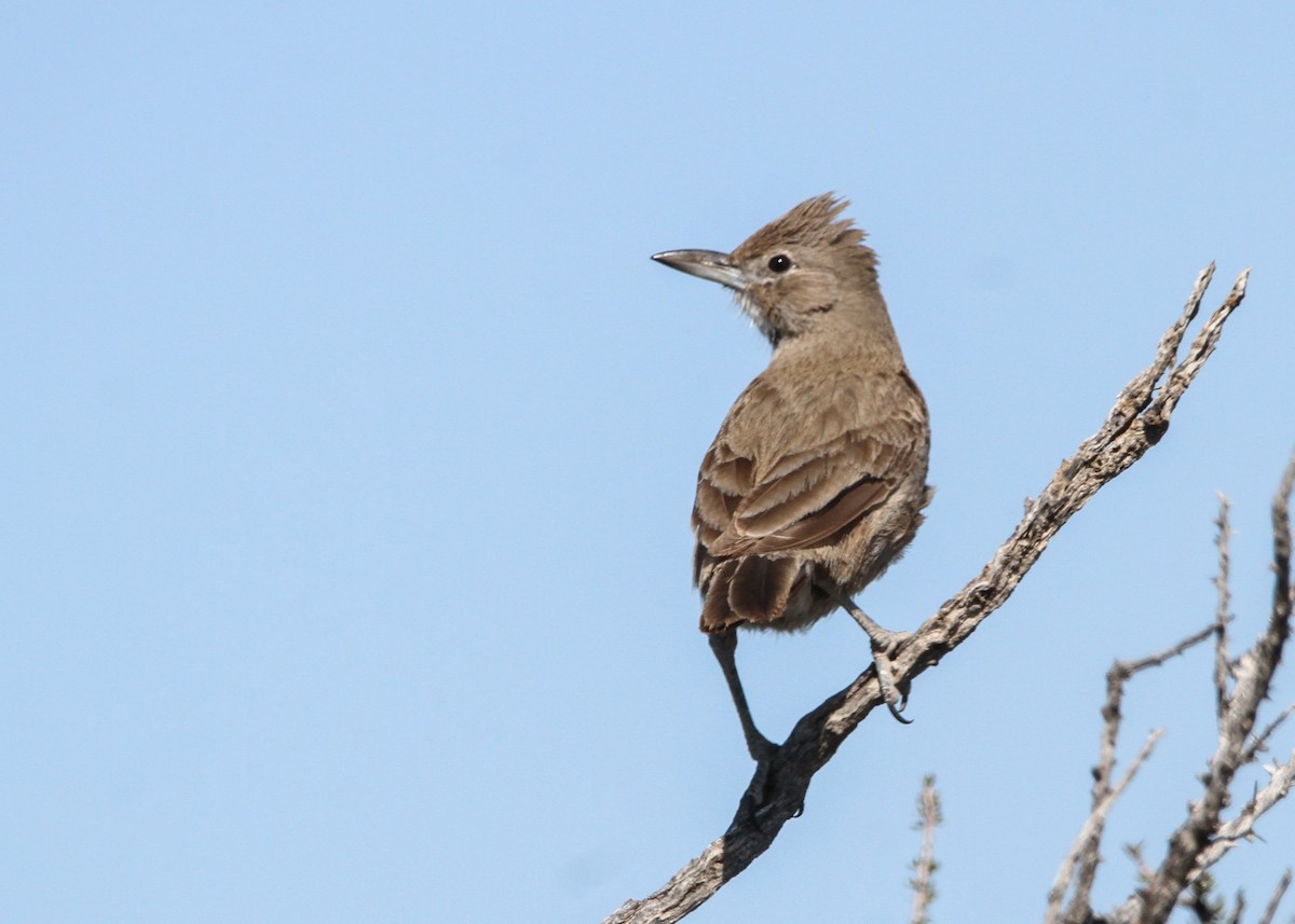 White-throated Cacholote - ML632598942