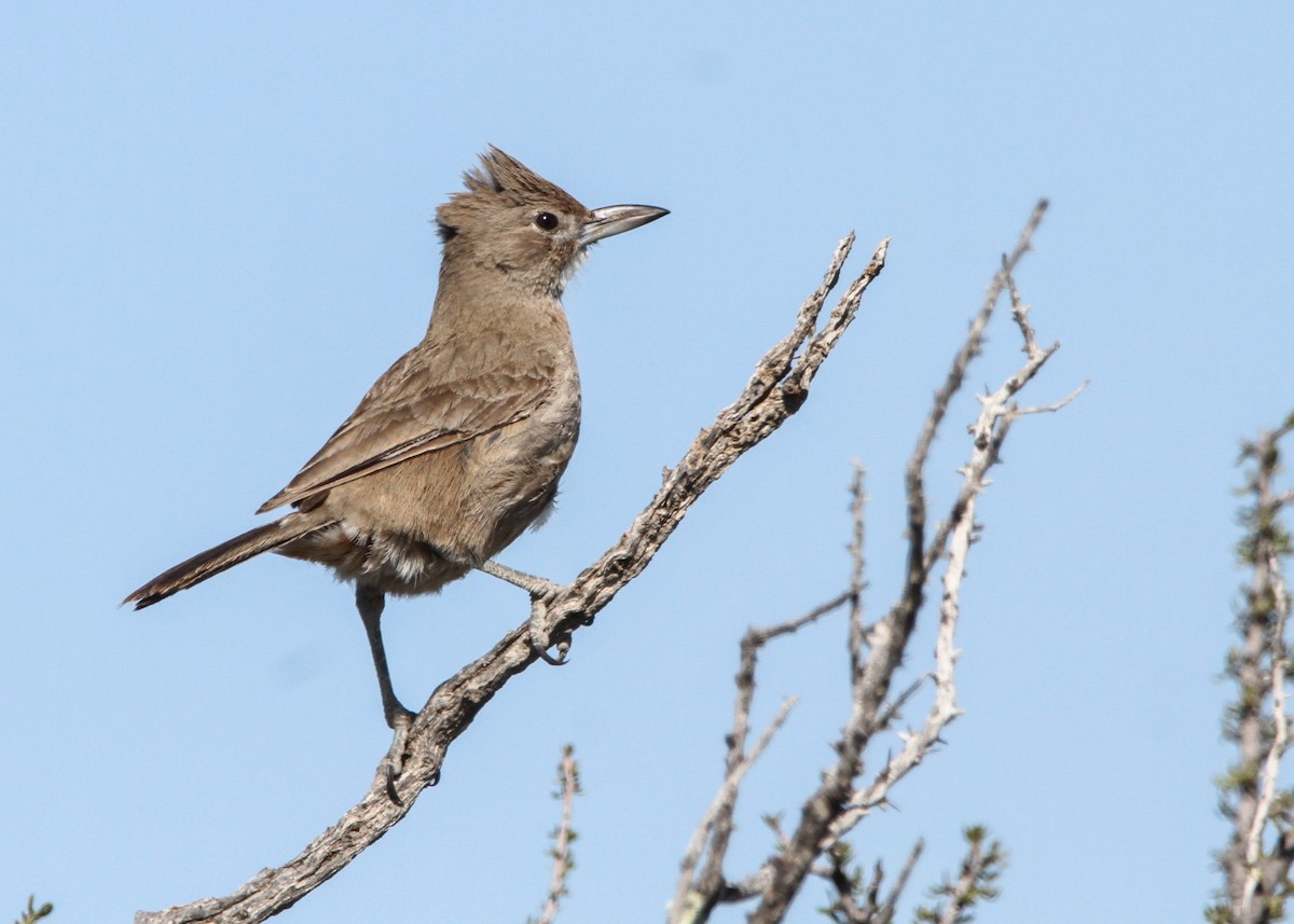 White-throated Cacholote - ML632598943