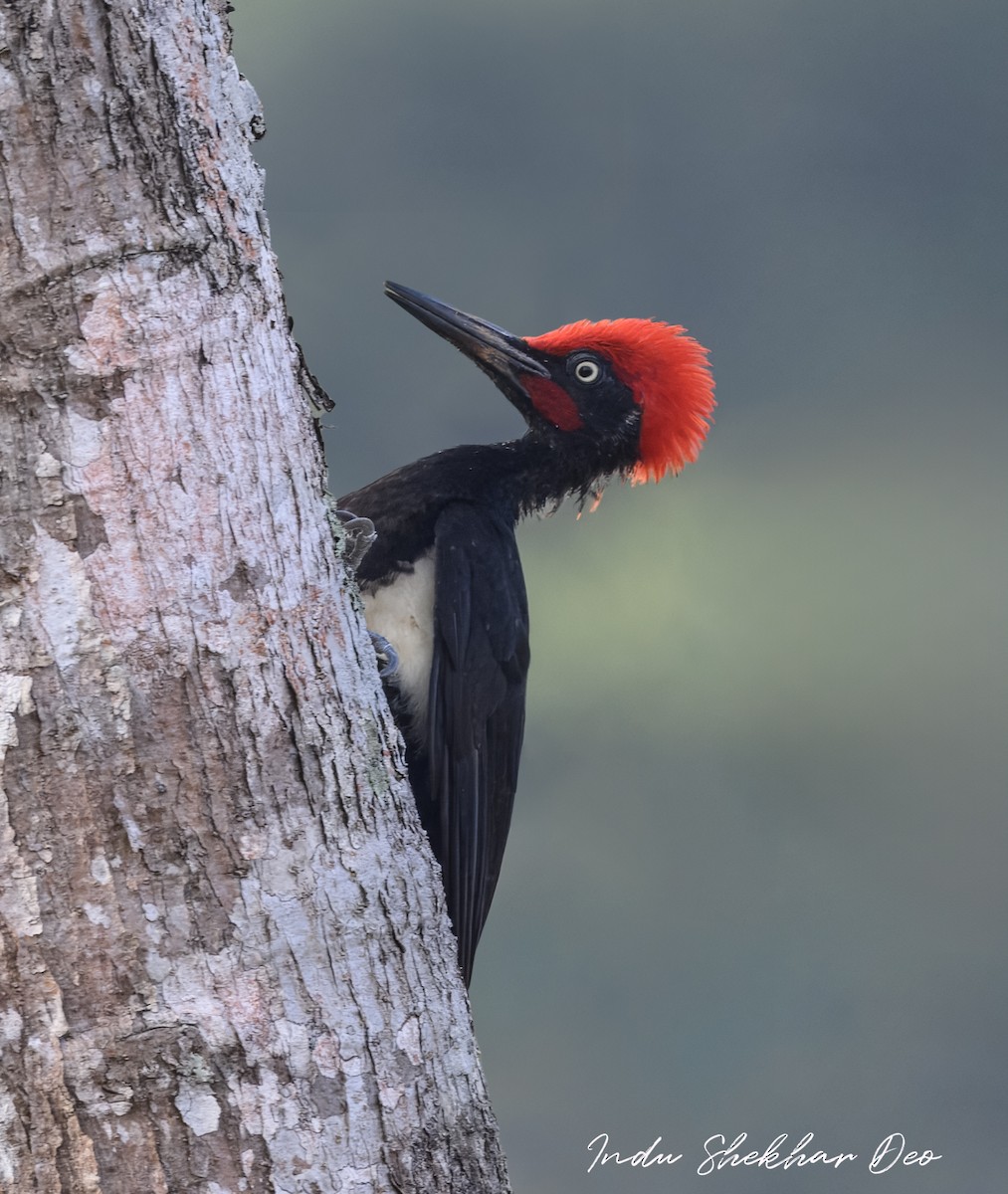 White-bellied Woodpecker - ML632598969