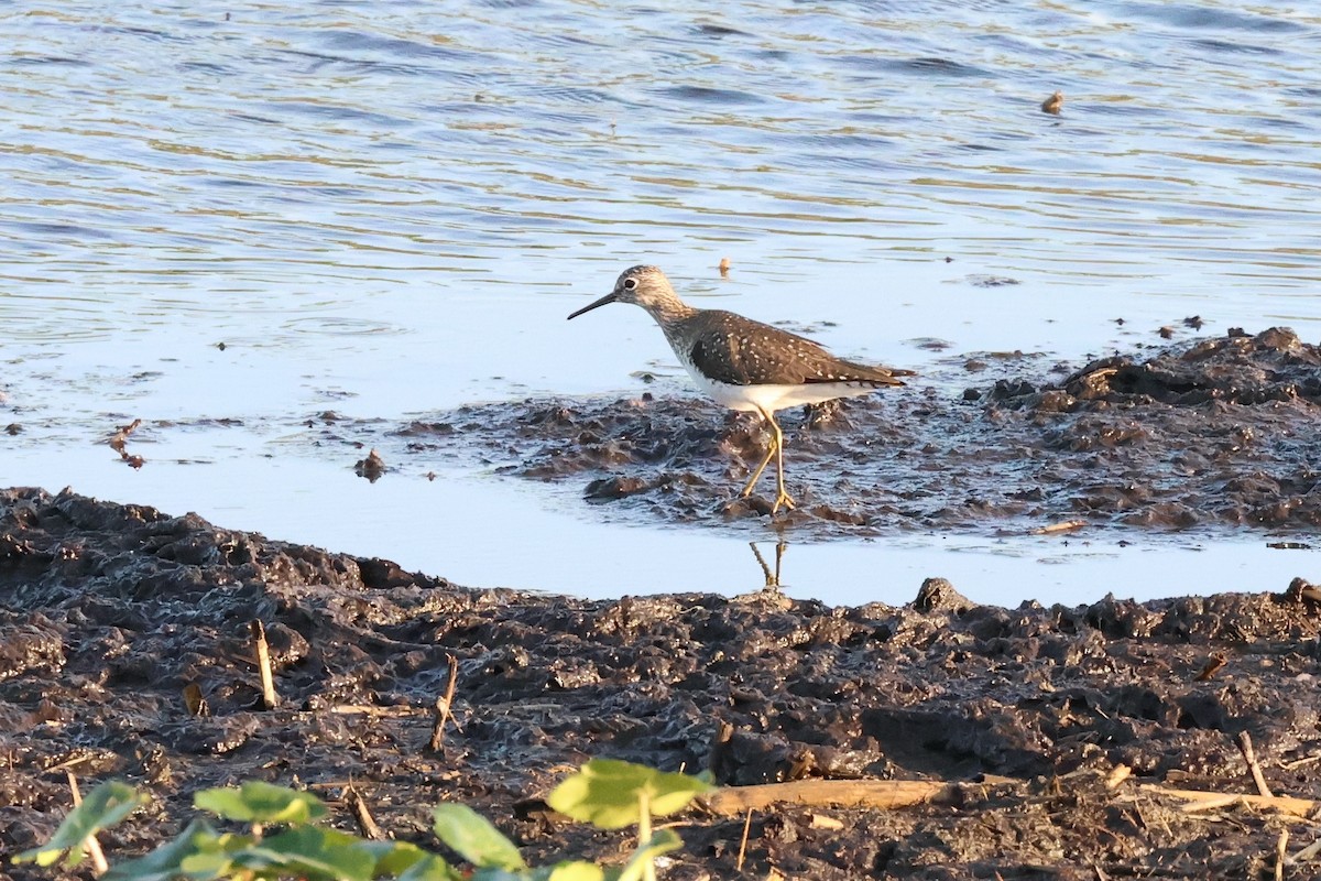 Solitary Sandpiper - ML632598992