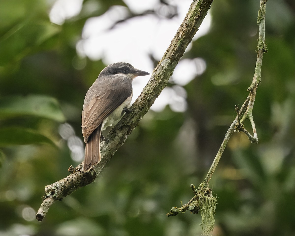 マラバーモズサンショウクイ - ML632599062