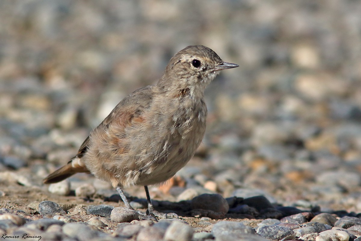 Rufous-banded Miner - ML632599126