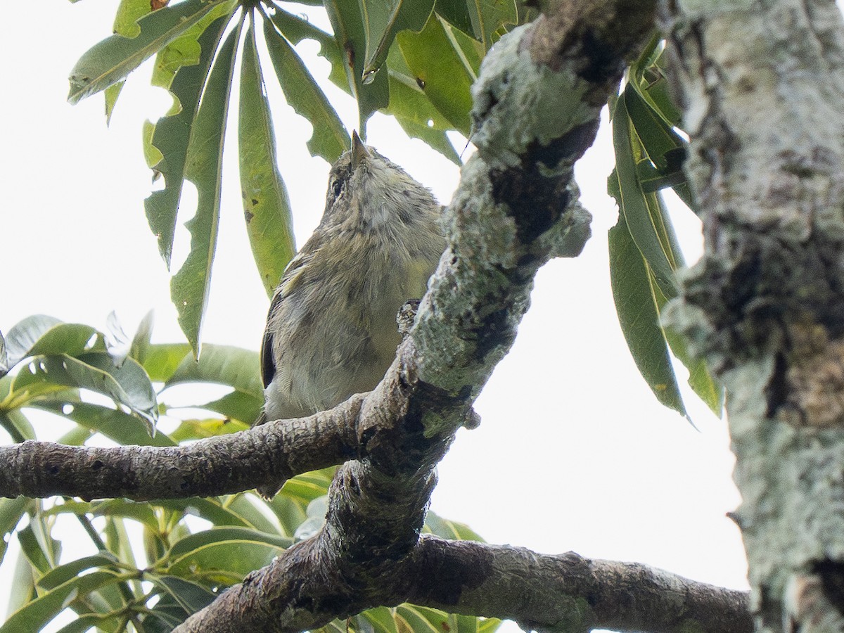 Blackpoll Warbler - ML632599216