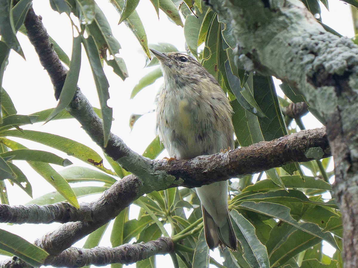 Blackpoll Warbler - ML632599217