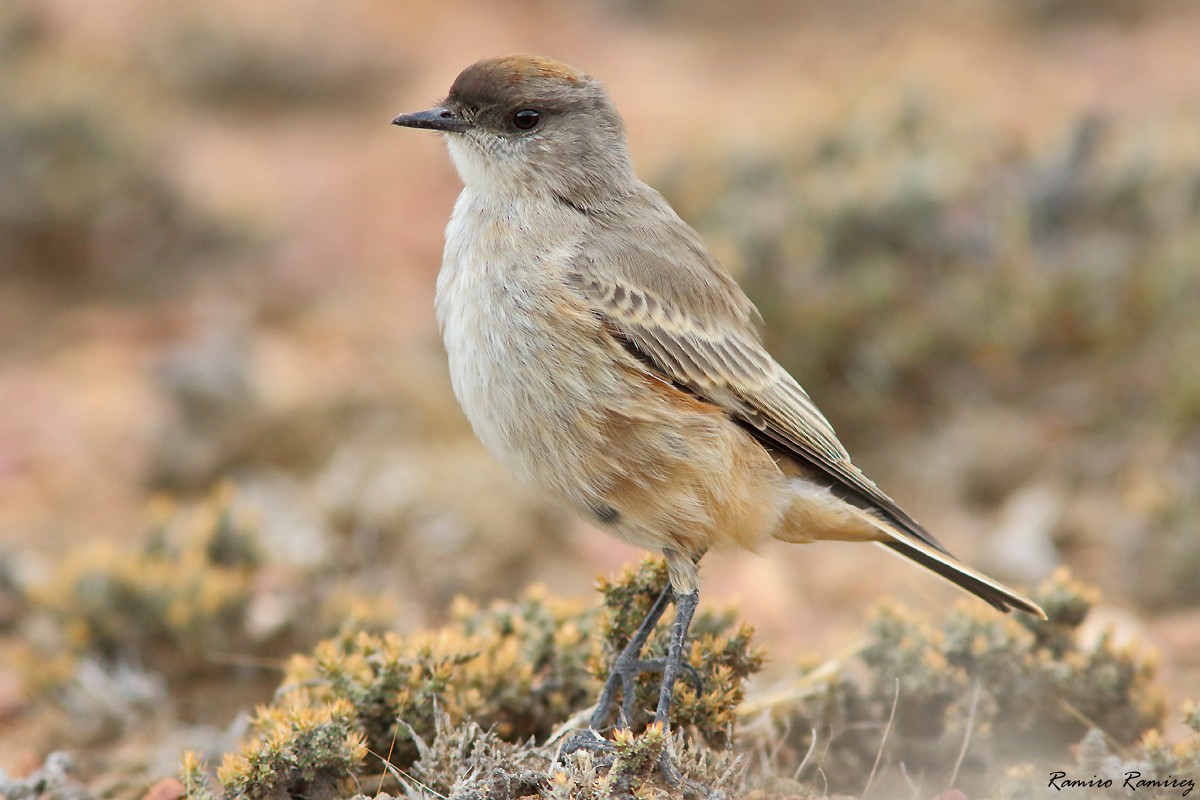 Cinnamon-bellied Ground-Tyrant - ML632599227