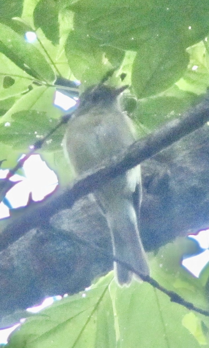 Acadian Flycatcher - ML632599249